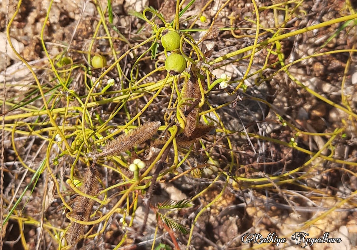 Cassytha filiformis L.